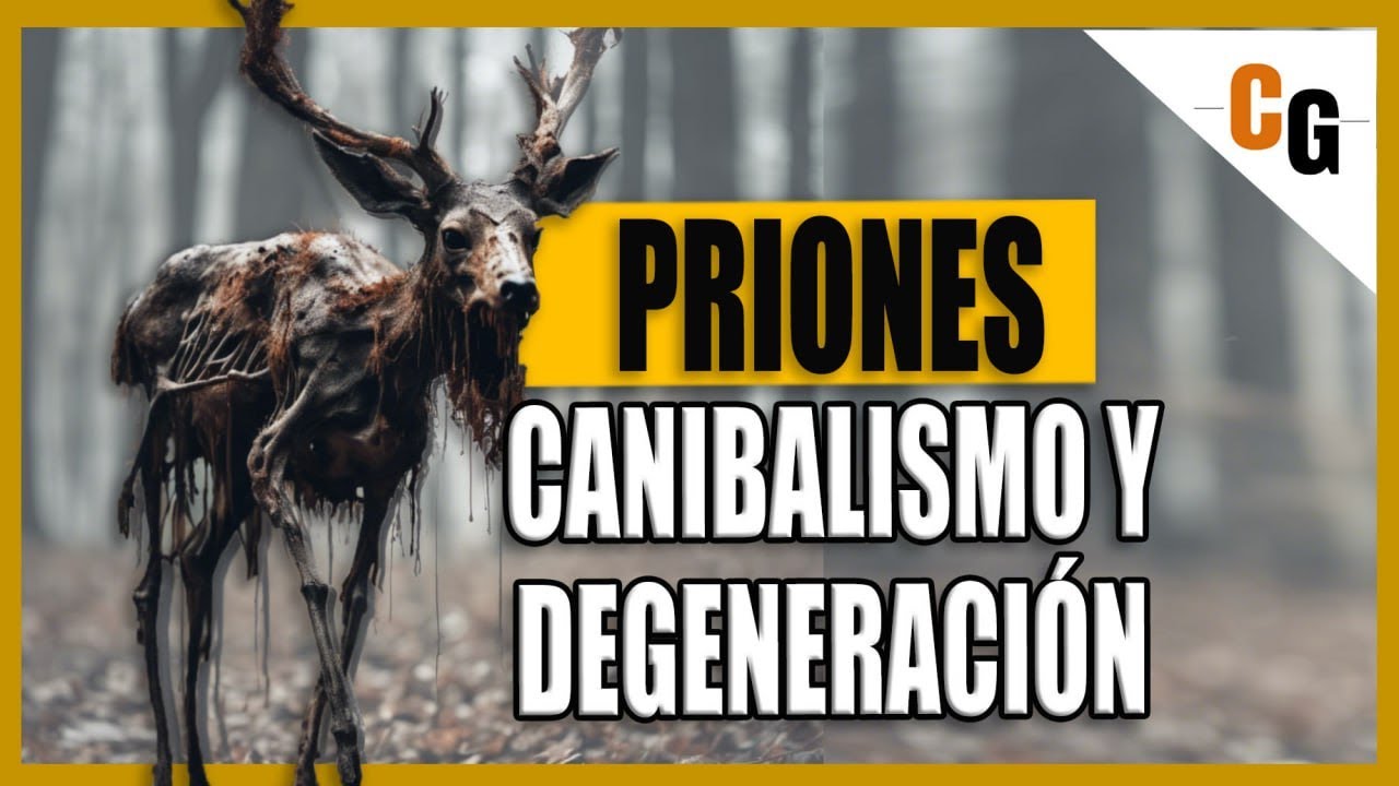 Priones - ¿Cómo funcionan? Relación con el canibalismo y las Enfermedades Degenerativas