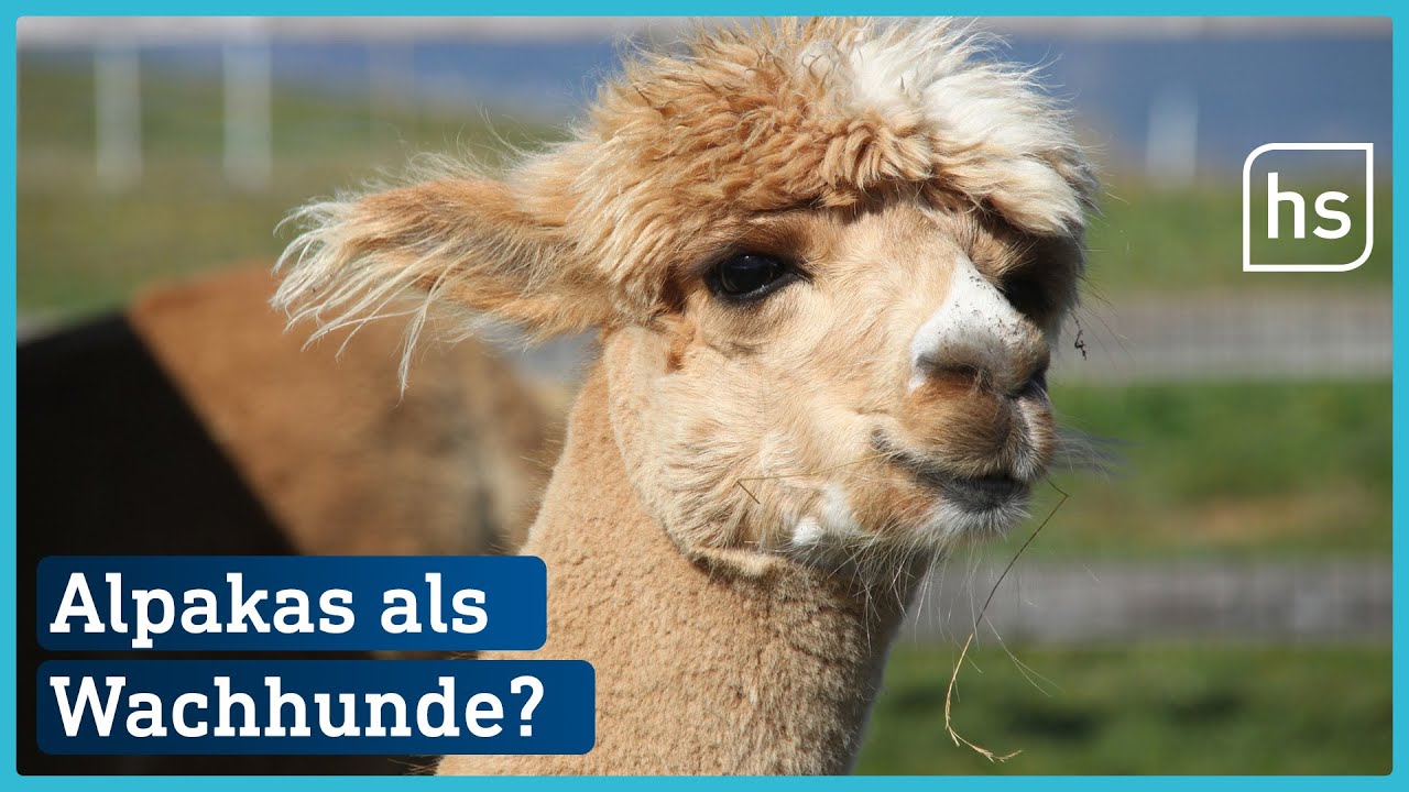 S&uuml;&szlig;e Alpakas sind jetzt Bodyguards | hessenschau