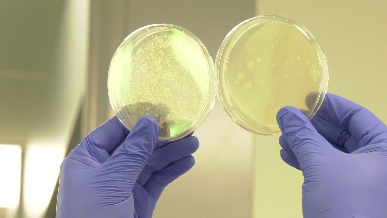 Bekämpfung von Viren und multiresistenten Keimen im Abwasser mit VTA -  Ried/Traunkreis