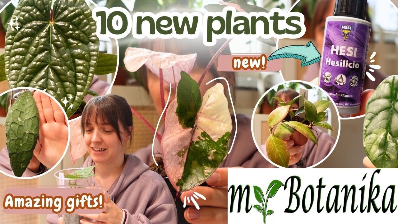 Мой магазин Botanika Hamm | Доставка растений 🌿Новые товары, потрясающие ПОДАРКИ и многое другое 🫶🏼