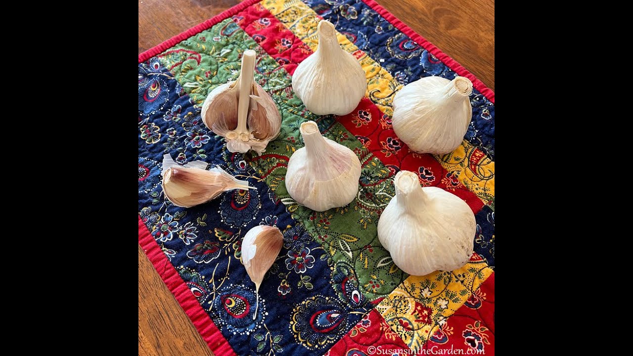 Plant Garlic: Everyone Can Grow a Garden (2023) #39