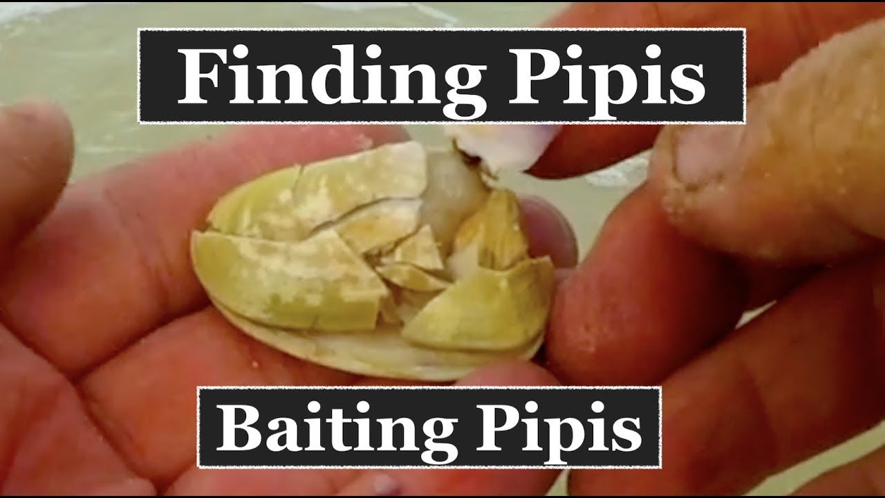 Pipi BAIT, finding pipis and baiting pipis on the beach