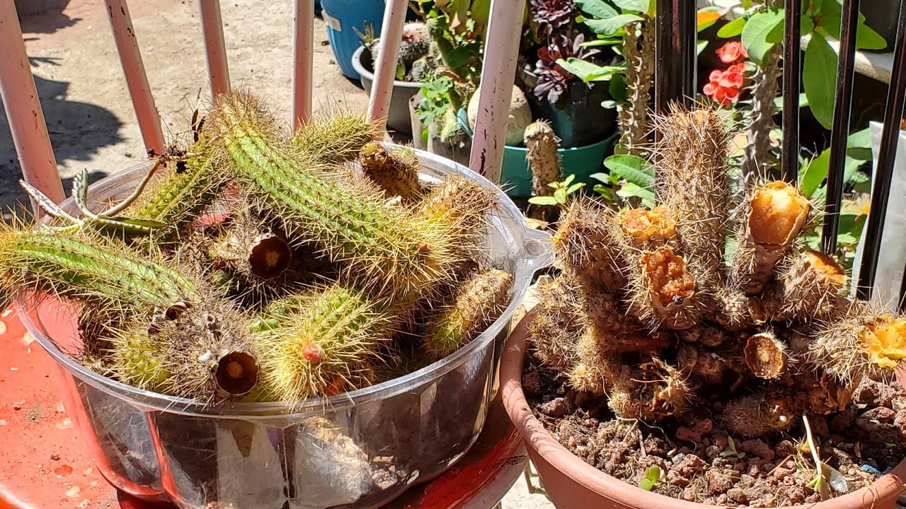 Rescatando a mi CACTUS 🤔