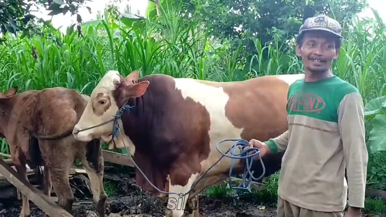 Bagong ngamuk, sapi jantan vs sapi indukan ikatan cinta terhalang hujan