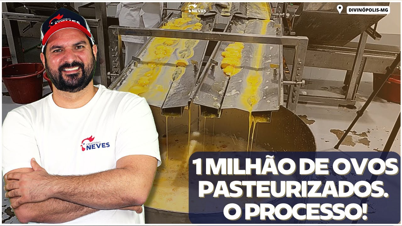 1 MILHÃO DE OVOS POR DIA: como é feita a produção de ovos PASTEURIZADOS, qualidade garantida