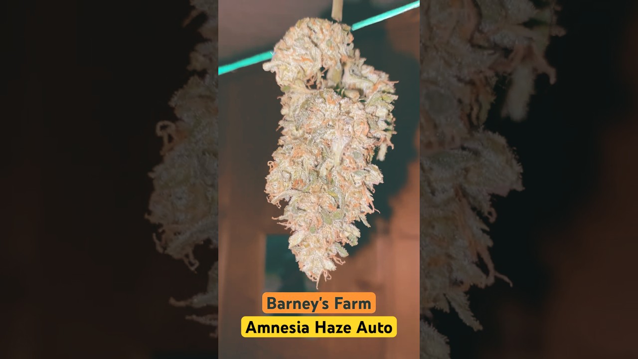 Barney's Farm - Amnesia Haze Auto #weed #outdoor #harvest
