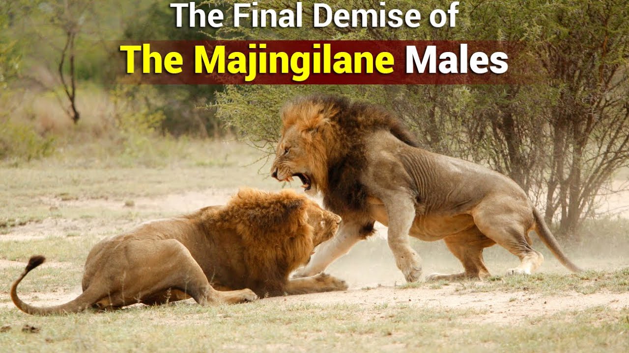 The Rise & Fall of The Majingilane Male Lions | Lions of Sabi Sand