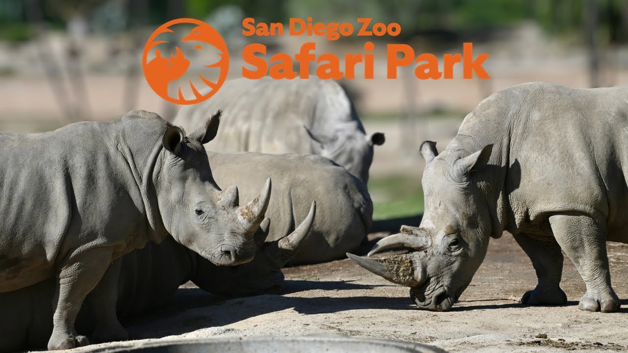 The Craziness of Senior Free Month! - State of the Safari Park