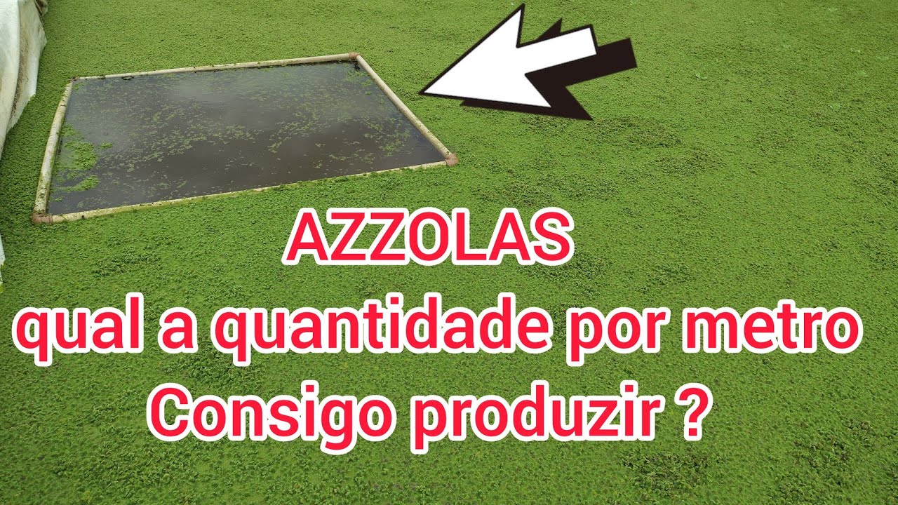 AZZOLAS, MOSTRANDO A QUANTIDADE PRODUZIDA POR METRO QUADRADO