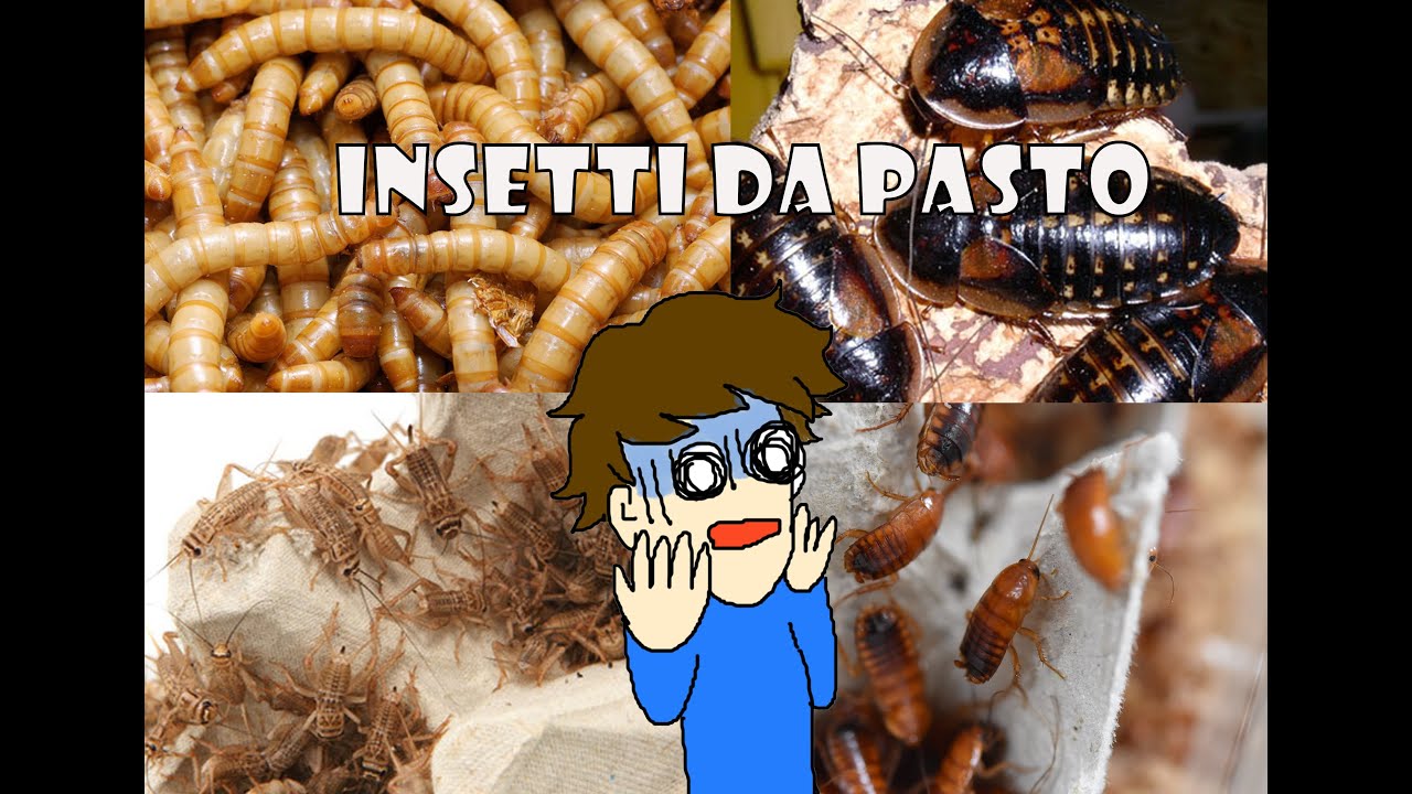 Insetti da pasto - Impariamo a conoscerli