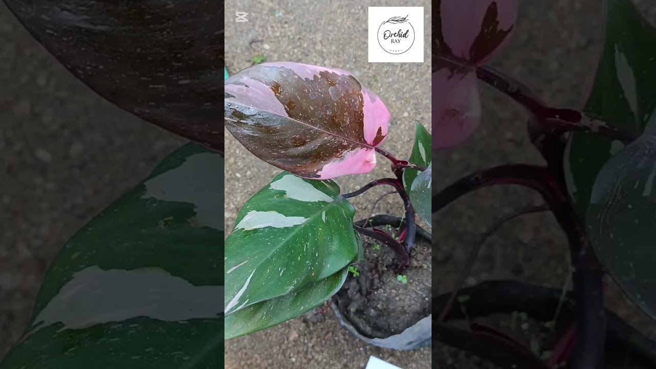 SALE SALE SALE !!!! Online Plant Sale