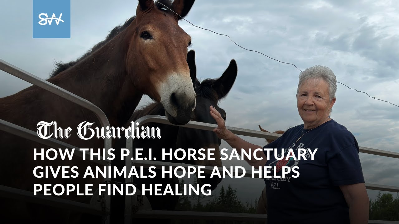 How this P.E.I. horse sanctuary gives animals hope and helps people find healing | SaltWire