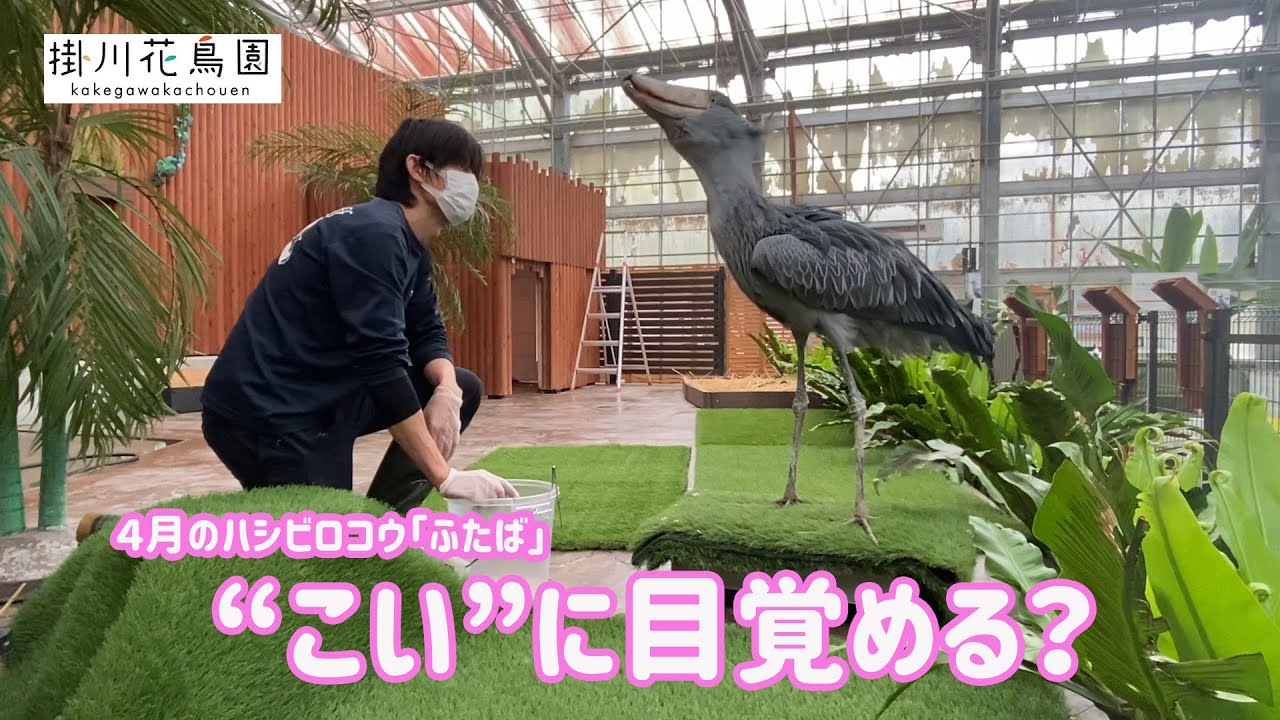 「こい」に目覚めた？ハシビロコウのふたば【掛川花鳥園公式】