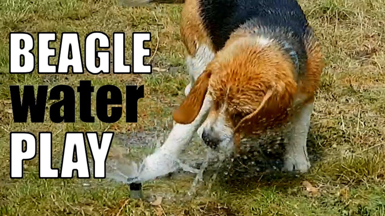 Beagle Puppy Water Play with Sprinklers
