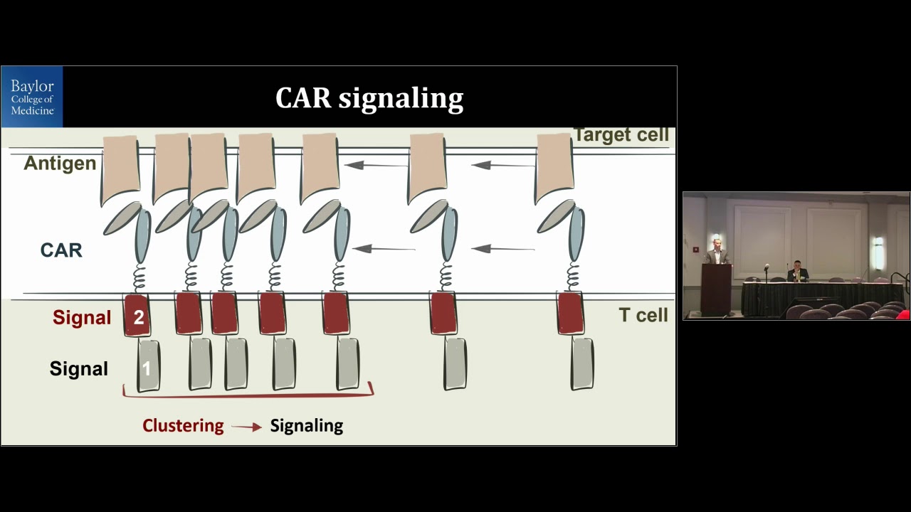 Structure-Function Relationship in Chimeric Antigen Receptors - Maksim Mamonkin