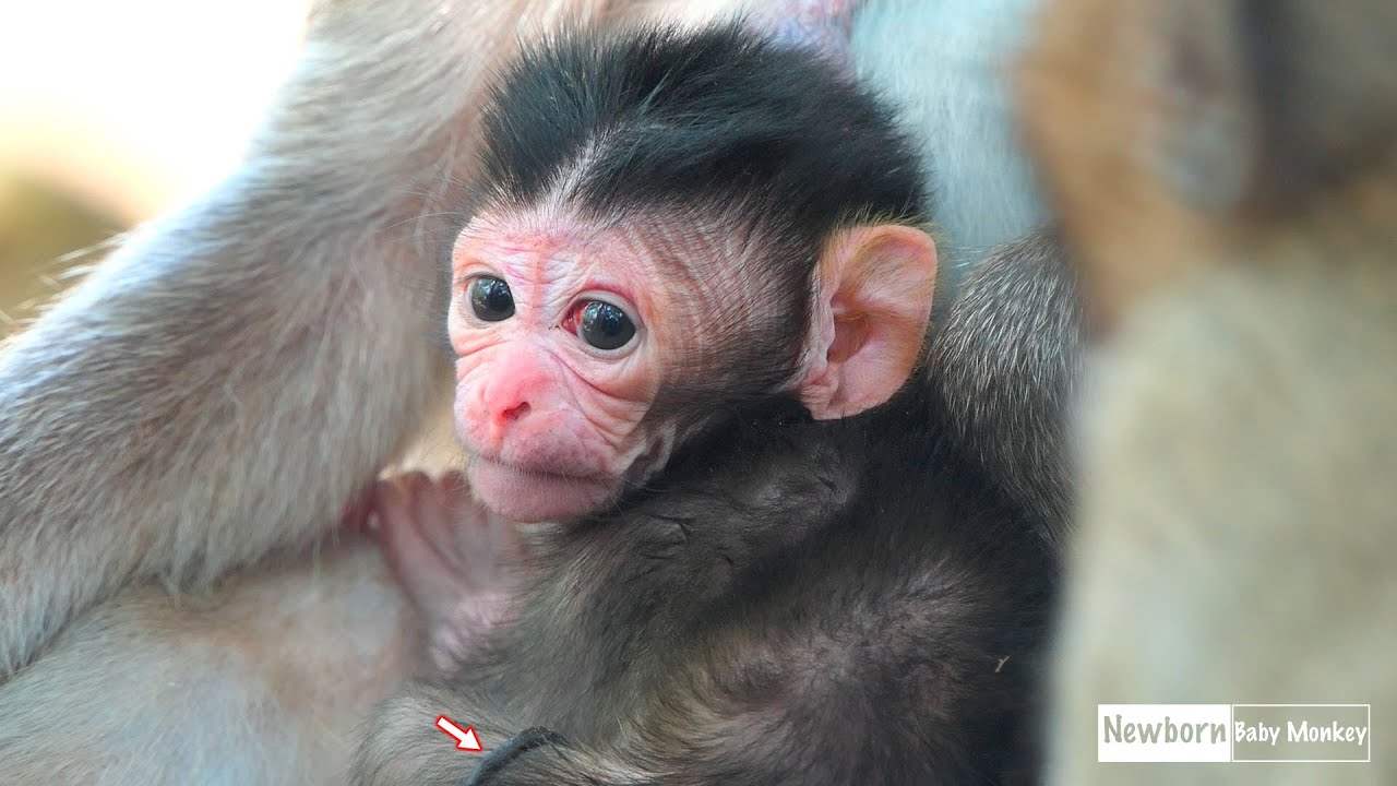 Mother Monkey Gently Welcomes Her Newborn Baby in a Tender and Heartwarming First Moment