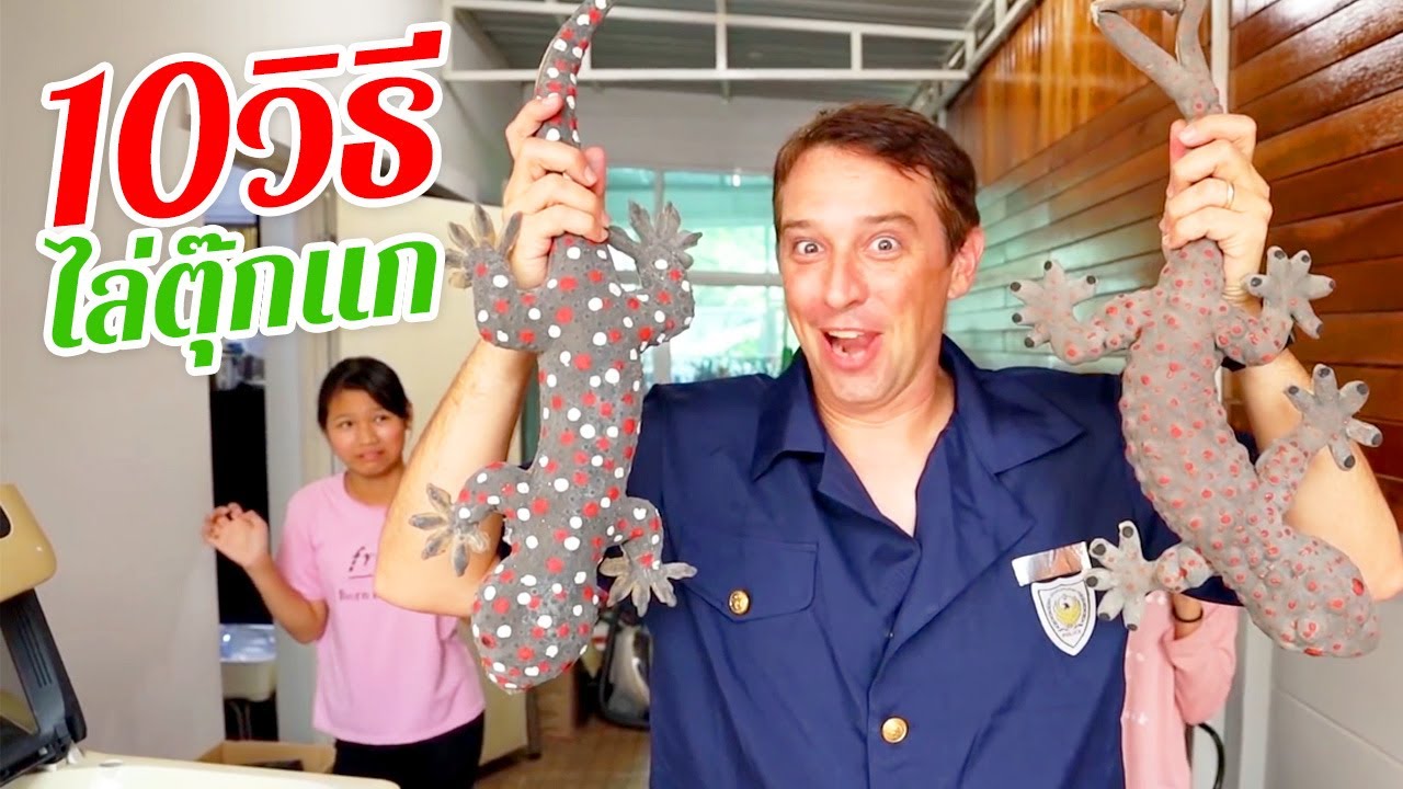 10 วิธีเอาตัวรอดเมื่อตุ๊กแกเข้าบ้าน ทำยังไงดี? 🦎