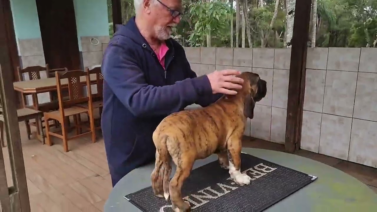 Fila Brasileiro  -  Filhote Tigrado