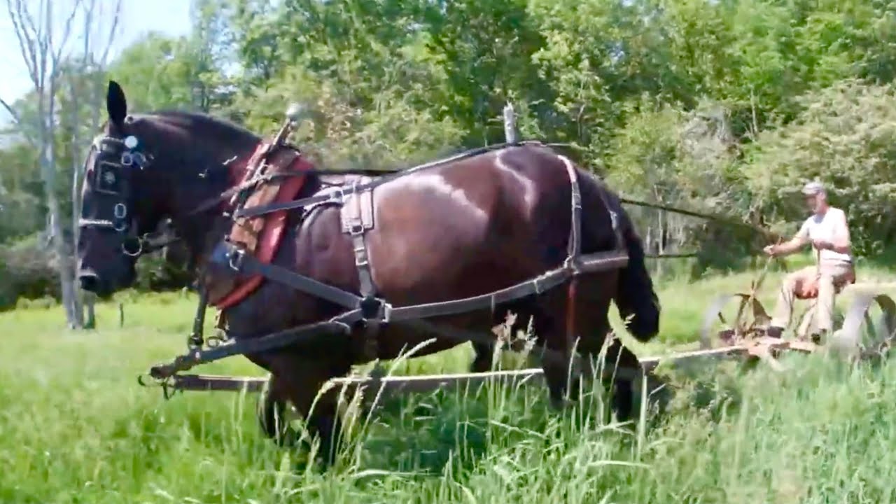 HORSE SURGERY UPDATE: It's not looking good for Earl!! // Clipping Around Fenceposts