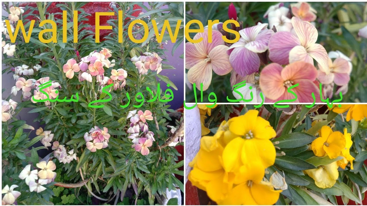 All About wall Flowers / How to Grow and Care Wall Flowers /