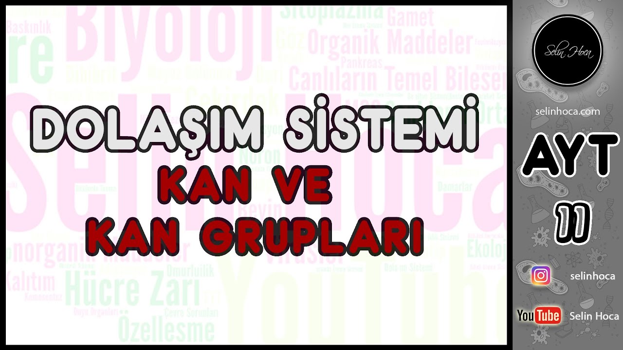 22) Dolaşım Sistemi - Kan ve Kan Grupları