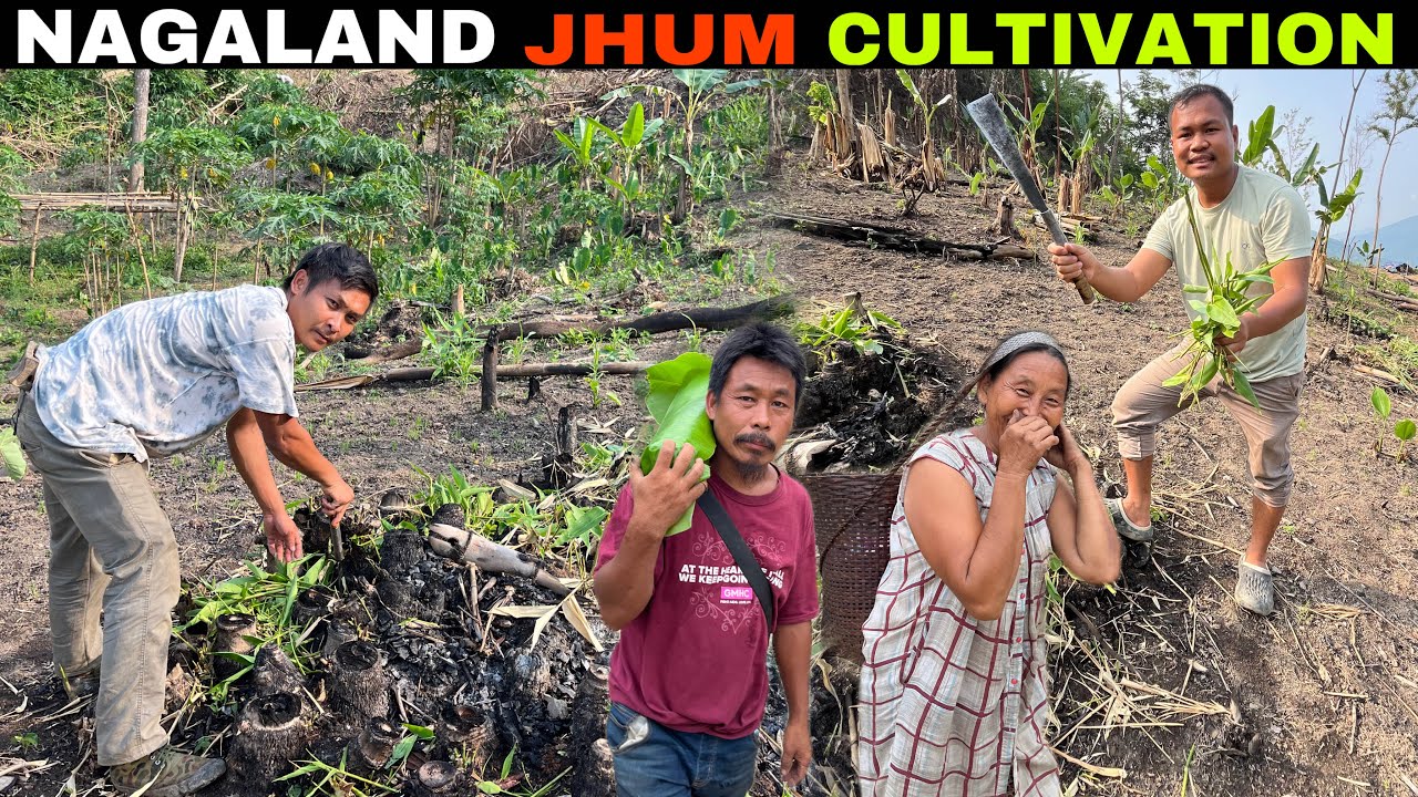 Jhum Cultivation of Naga Community | Helping my friend @Sebnagafamily7 in Nagaland