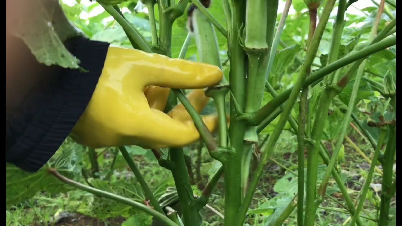 HARVESTING OF OKRA  || Vlog #54