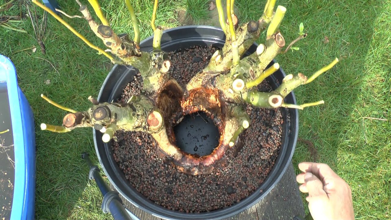 Bonsai Praktiken Entstehung eines interessanten Bonsai 4