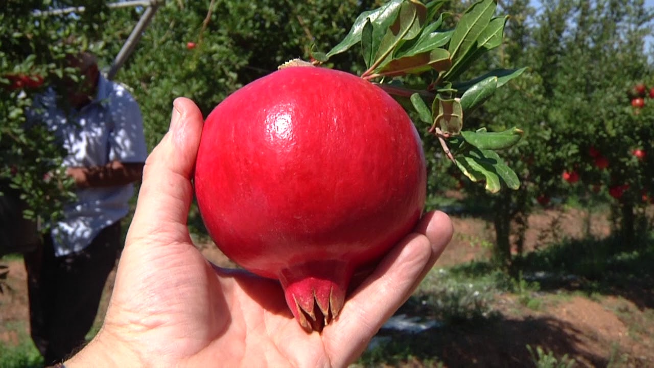 Impianti melograno presso Masseria Fruttirossi