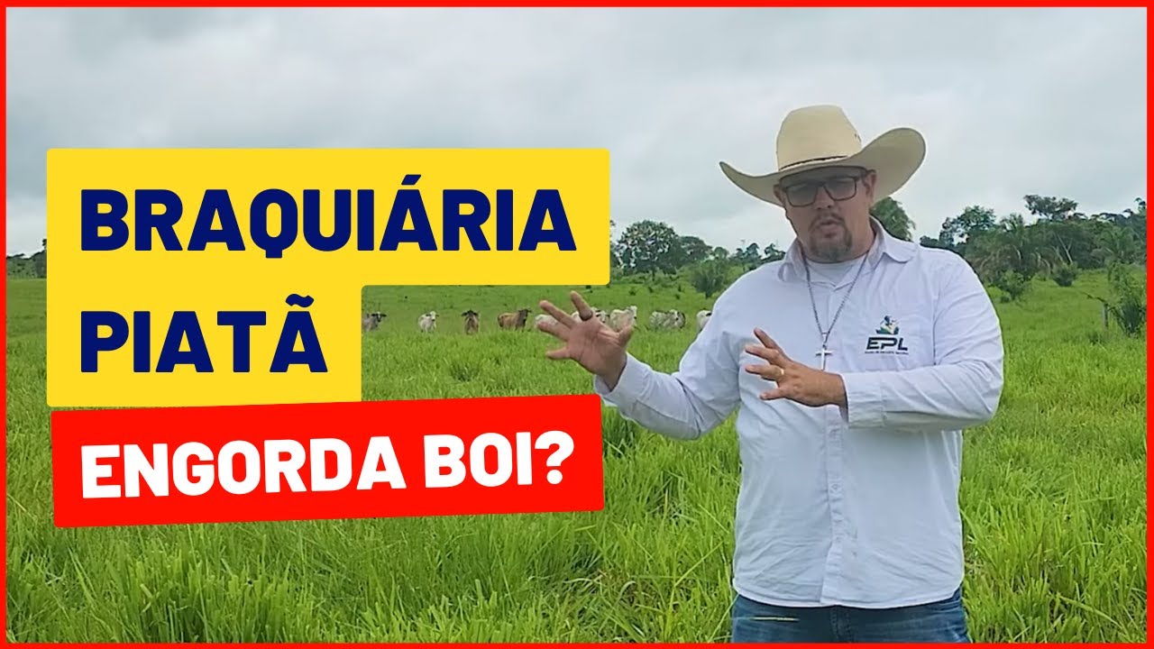 Braquiária Piatã é melhor do que as outras braquiárias?