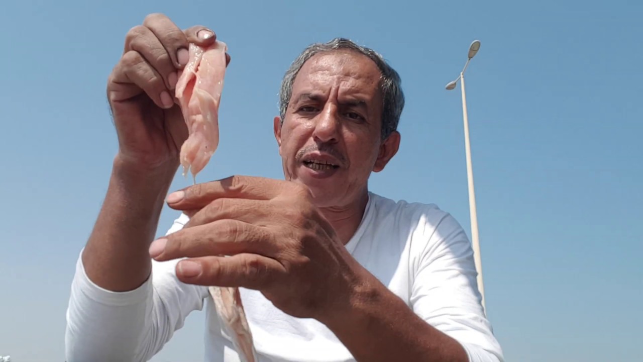 لوعايز تصطاد سمك كبير تعال شوف الطريقه مع شرح مواسم الصيد