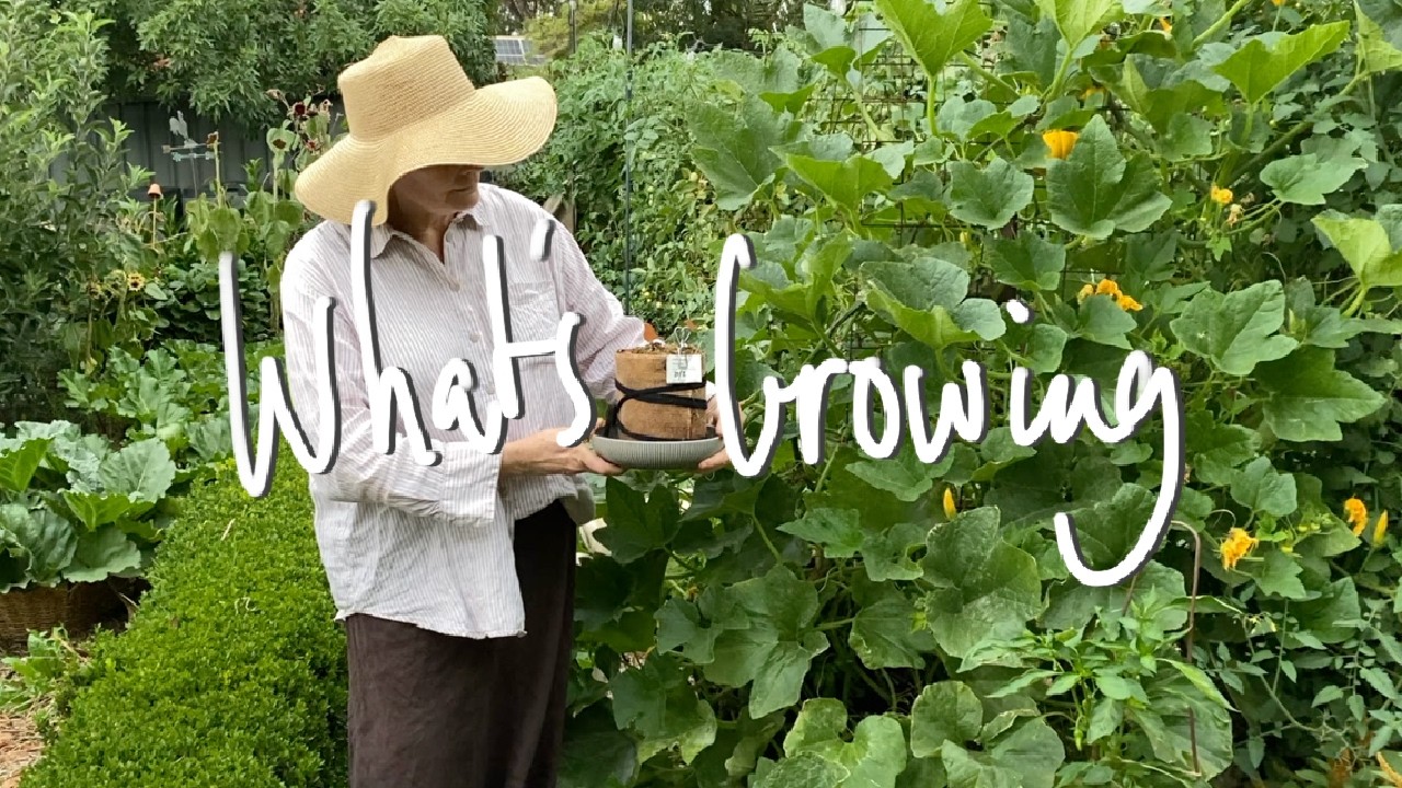 WHAT'S GROWING | What I'm GROWING & SOWING in my SMALL BACKYARD VEGETABLE GARDEN VICTORIA AUSTRALIA