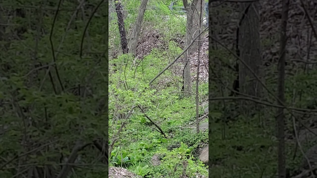 black squirrel in Michigan