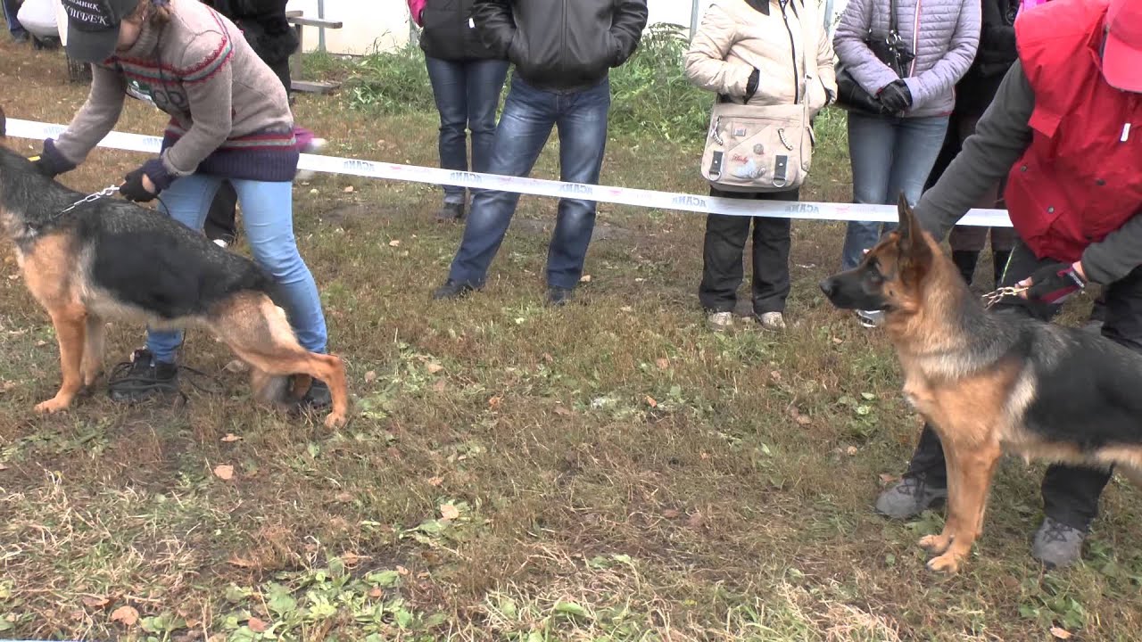 071 класс юниоров суки.