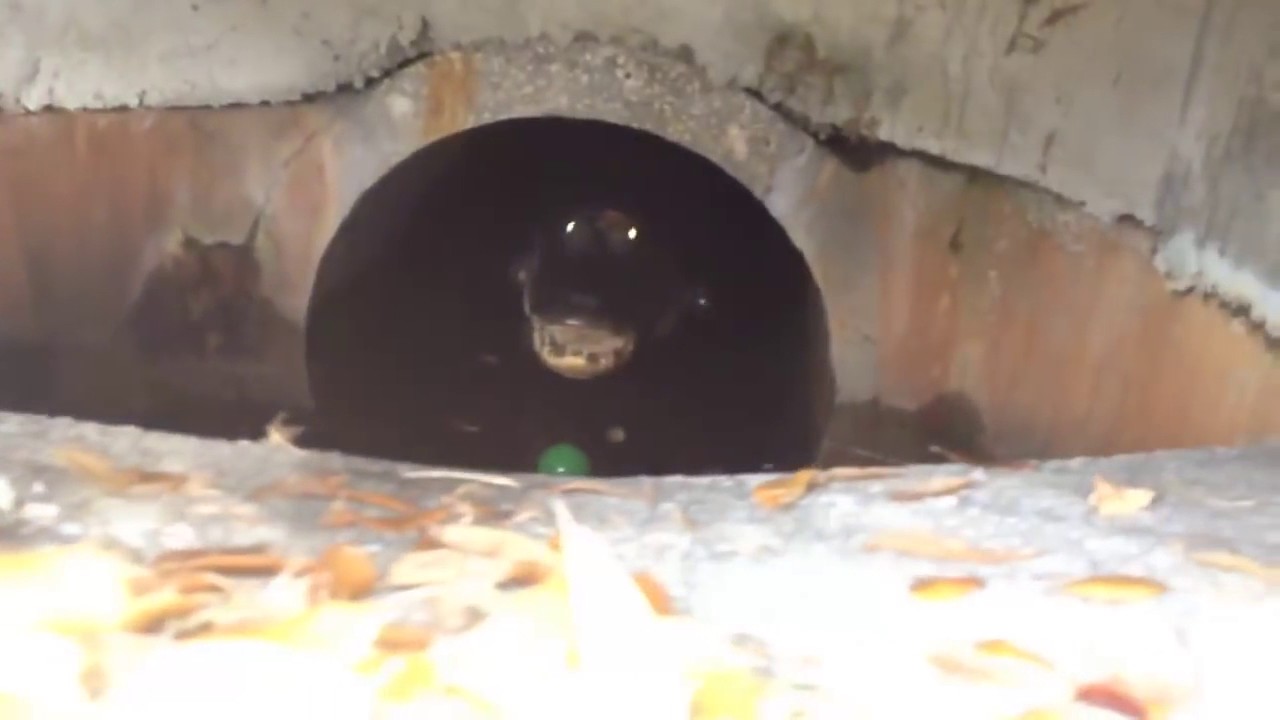 Alligator in my Sewer