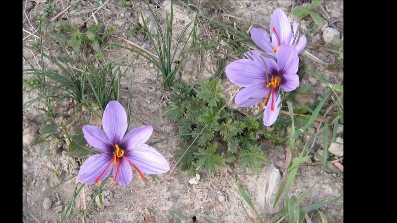 Von Lalden zum Safrandorf Mund  /// 8. Okt. 2013