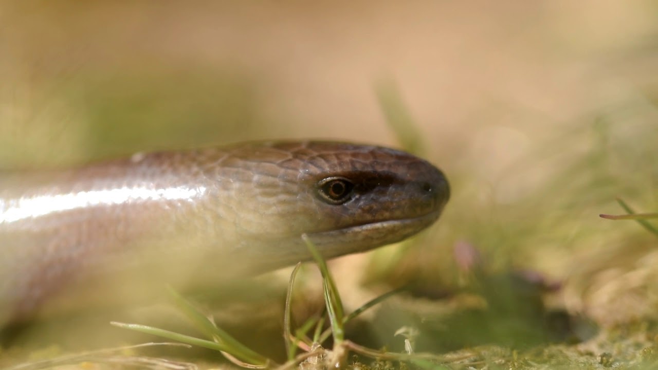 L'orvet fragile