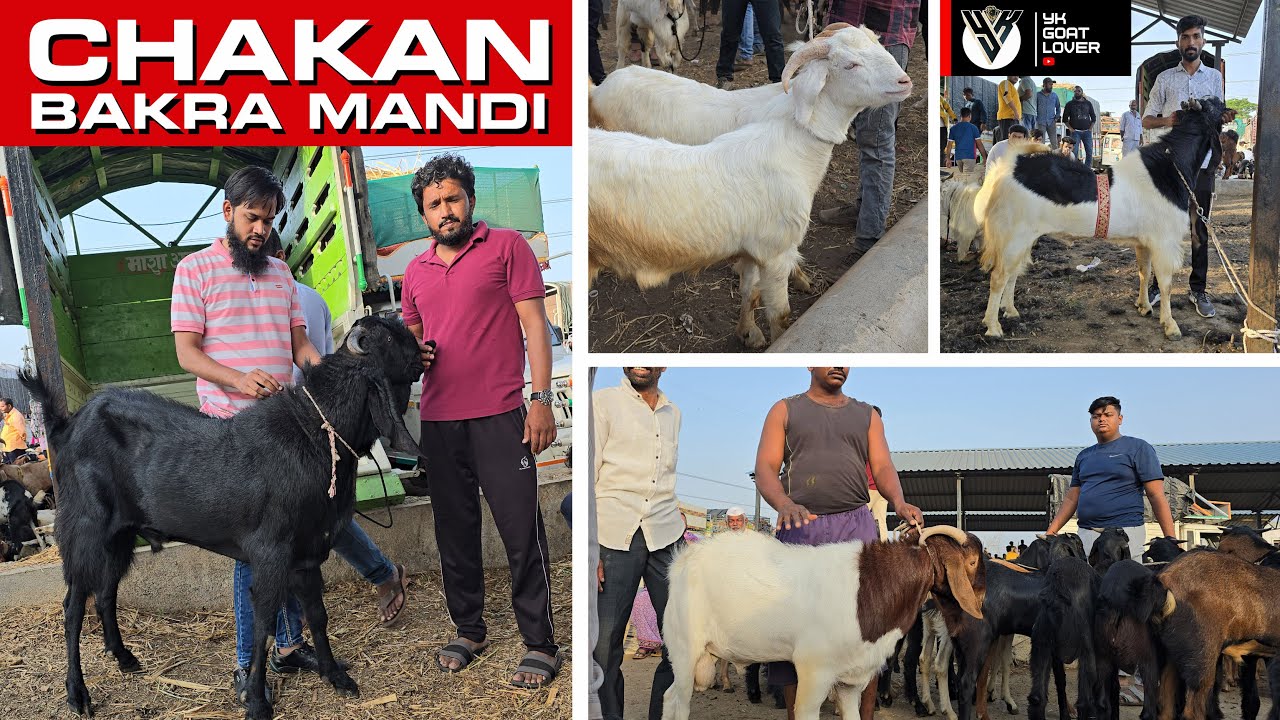 Самая большая в Пуне купальня для коз CHAKAN BAKRA MANDI в прямом эфире. Обновление 1 июня 2024 г...