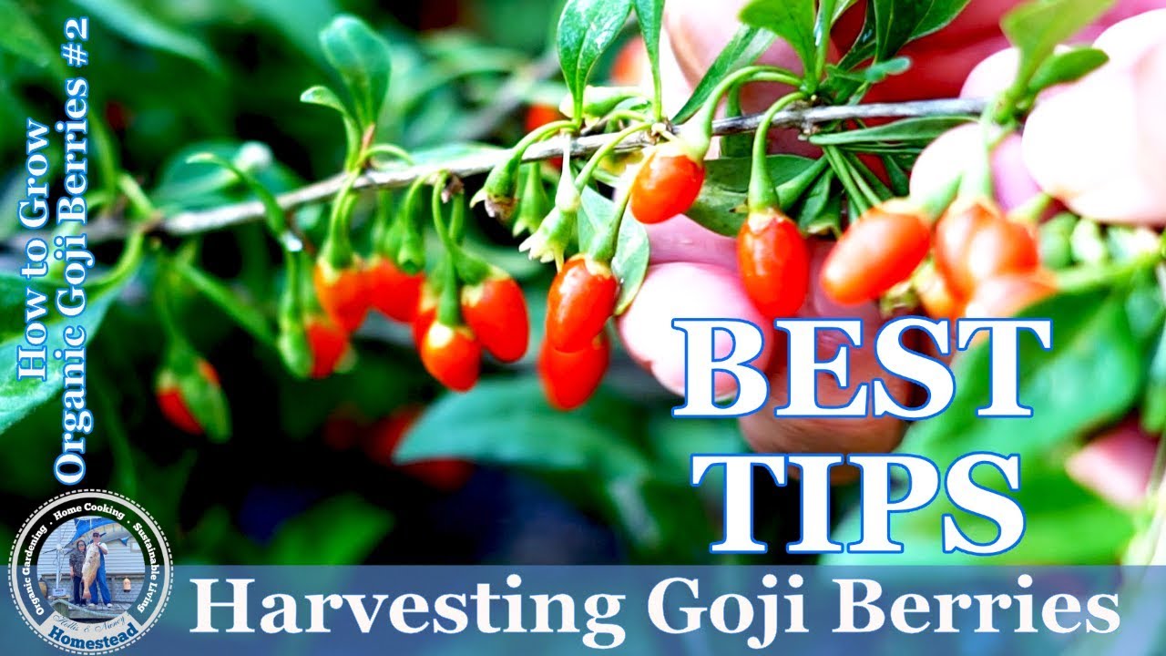 Harvesting Goji Berries (Best Tips)
