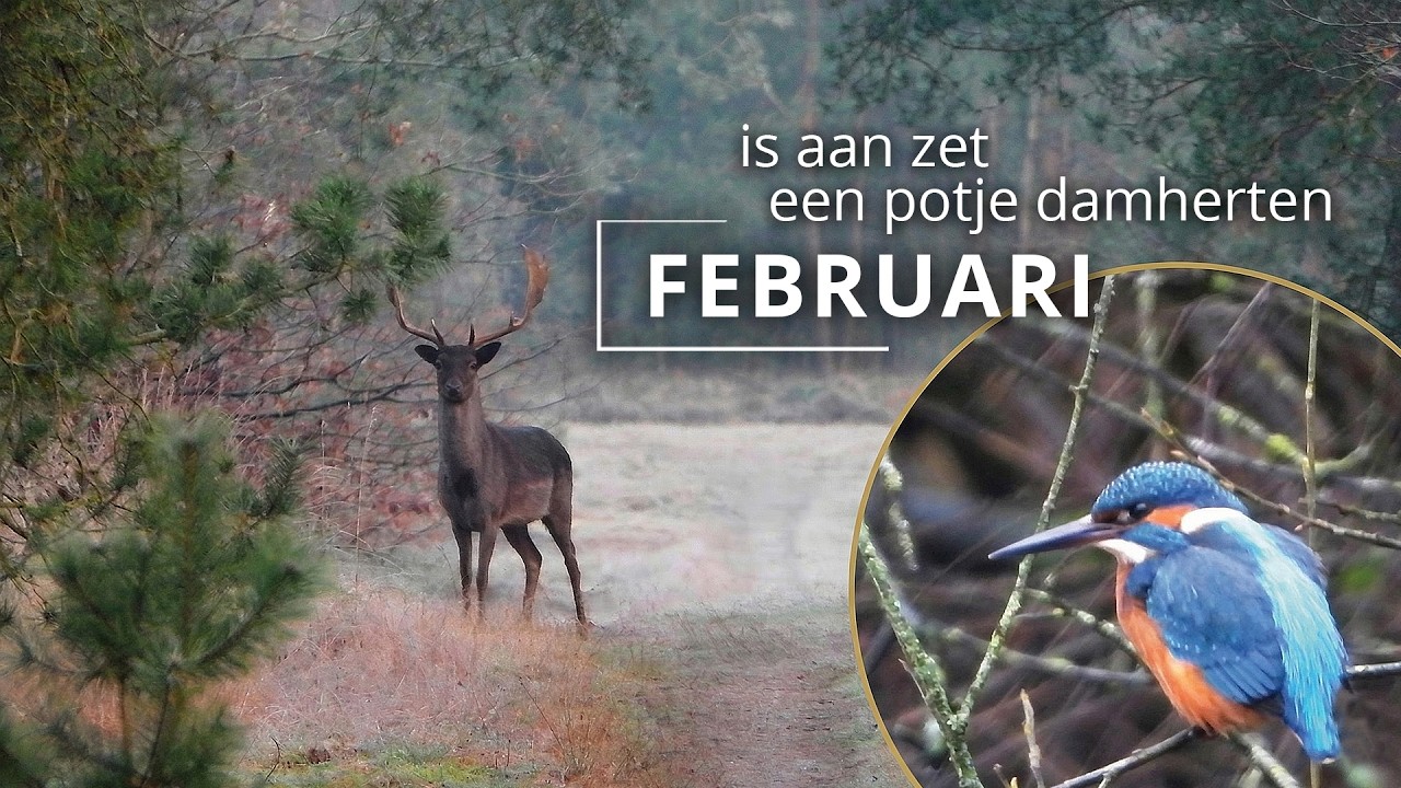 #91 - FEBRUARI - is aan zet, een potje damherten