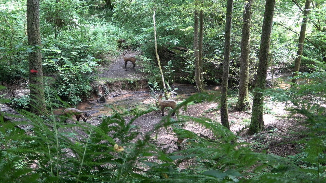 Bogenparcour Collenberg
