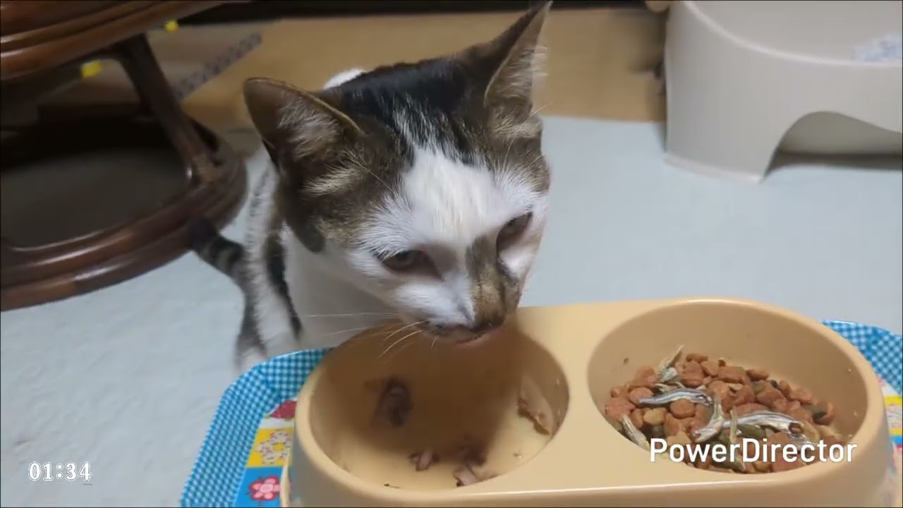 ニャアの夕食タイムトライアル(20260220)