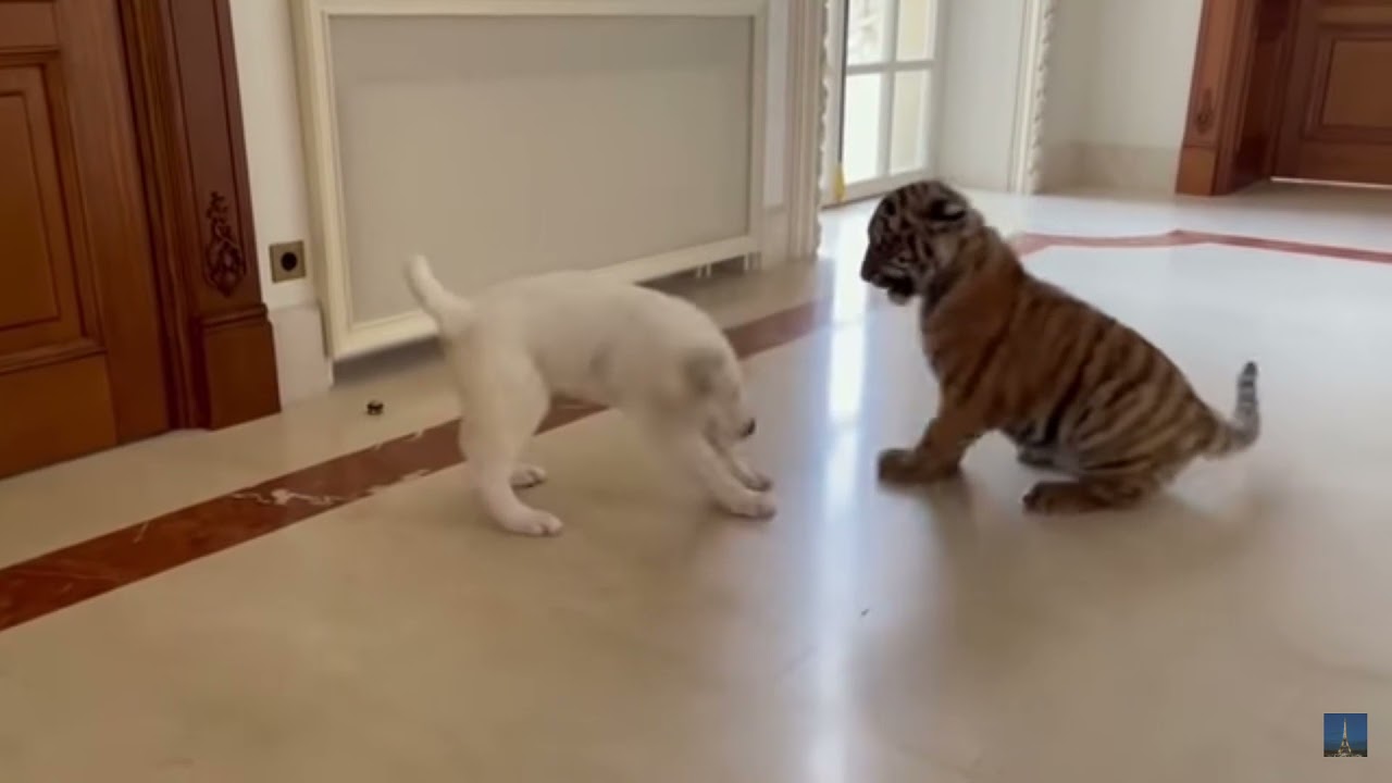 tiger cub vs dog