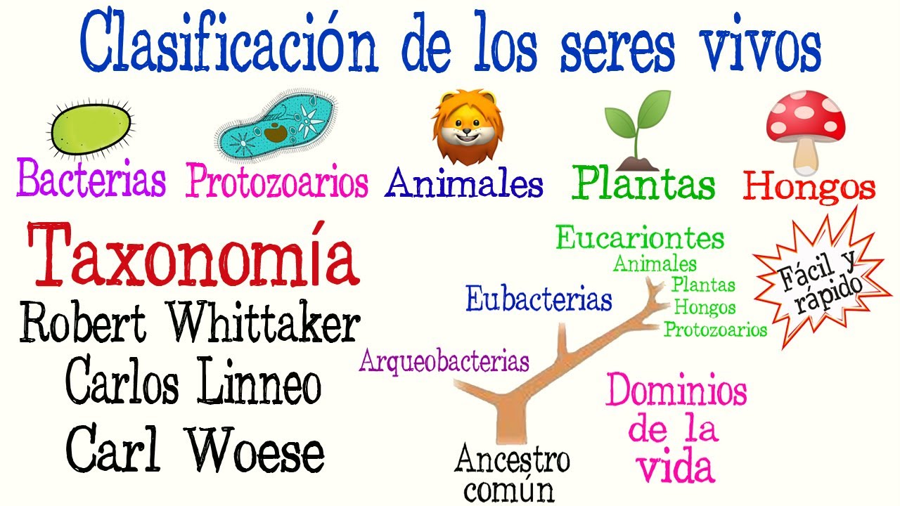 🌿5 Reinos y 3 Dominios de la Vida🐠 | Clasificaci&oacute;n de los seres vivos| [F&aacute;cil y R&aacute;pido] | BIOLOG&Iacute;A |