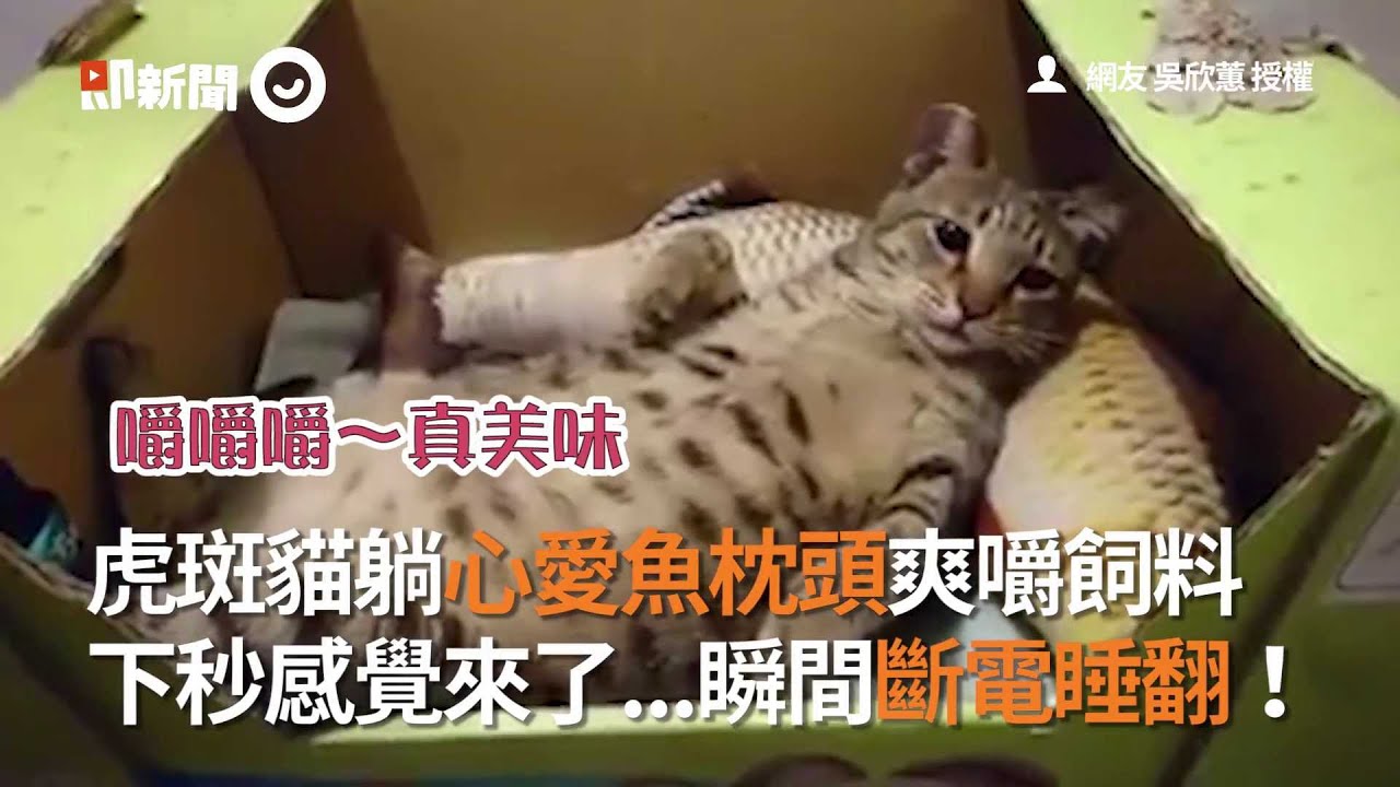 虎斑貓躺心愛魚枕頭爽嚼飼料　下秒感覺來了...瞬間斷電睡翻！│寵物│貓咪｜猫｜ねこ│Pet│Cat│Kitten