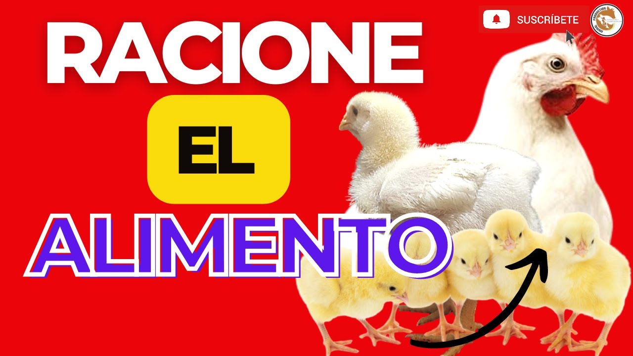 💪CUANTAS VECES AL DÍA SE ALIMENTAN LOS POLLOS DE ENGORDE📌