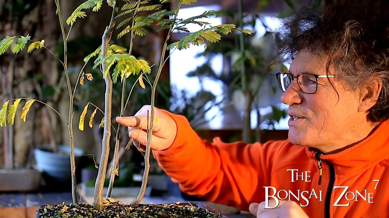 My Bonsai Chop Shop, The Bonsai Zone, Dec 2020