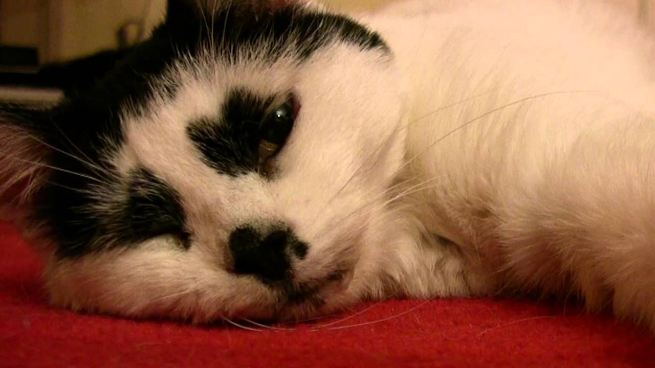 Chasing Cars by Snow Patrol -  and Judy the Cat throwing shapes