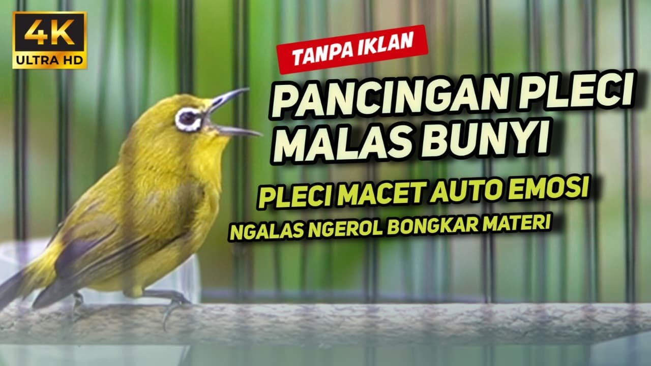 PANCINGAN PLECI MACET MALAS BUNYI | PLECI MACET AUTO EMOSI BONGKAR ISIAN