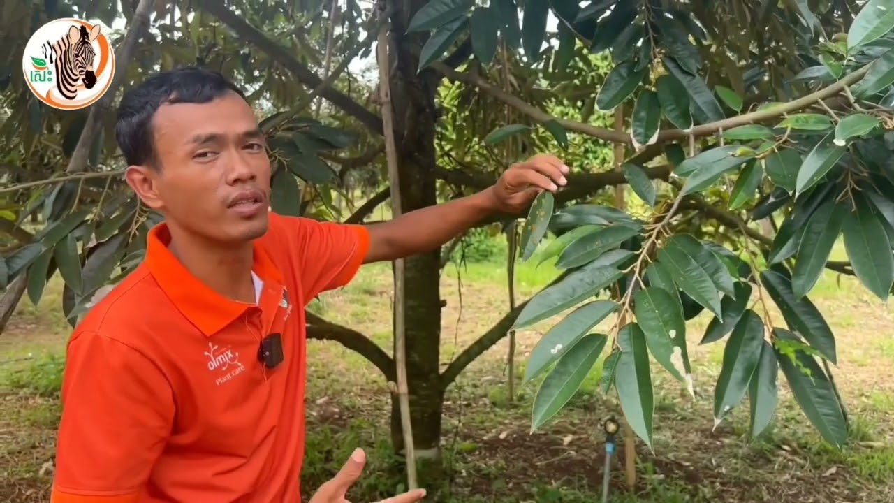 ✍️ កម្មវិធីក្រោយប្រមូលផលលើដំណាំ #ទុរេន  ប្រឹក្សាបច្ចេកទេស Tel: 070440770/ 077440770